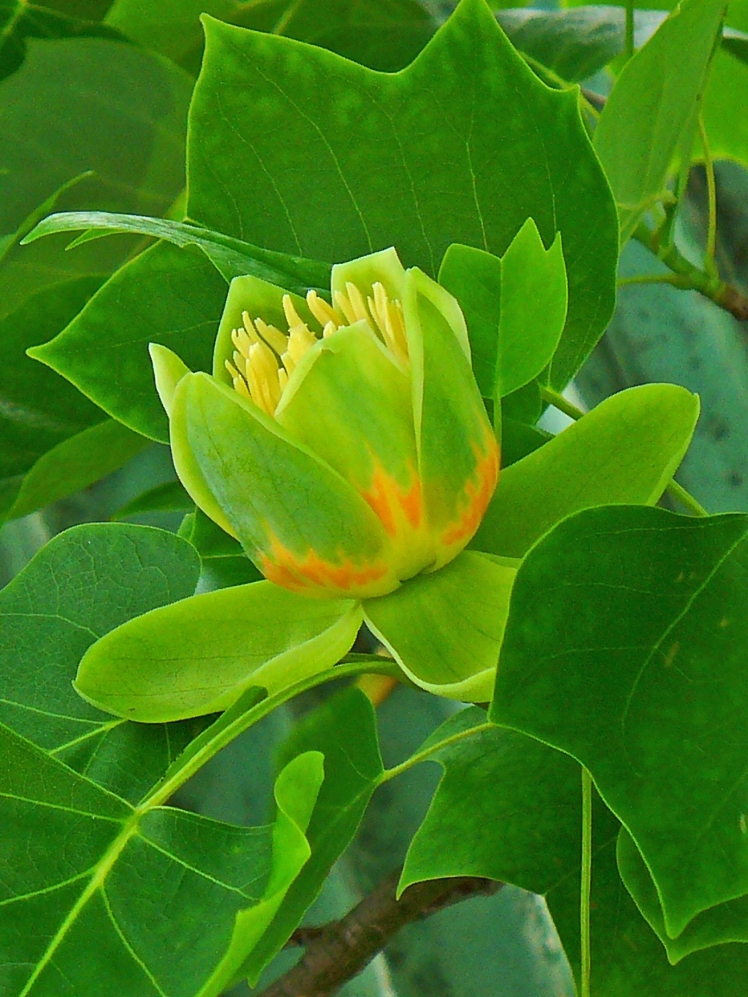 Liriodendron_tulipifera_flower
